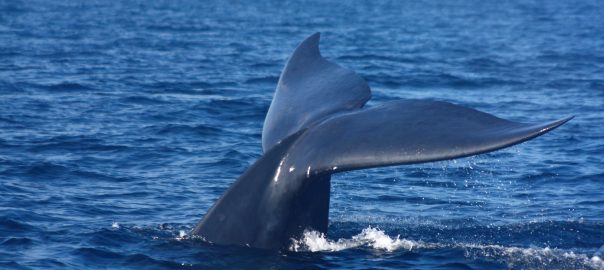 blue whale fluke